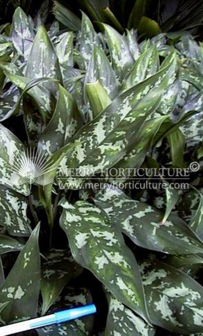 Aglaonema commutatum